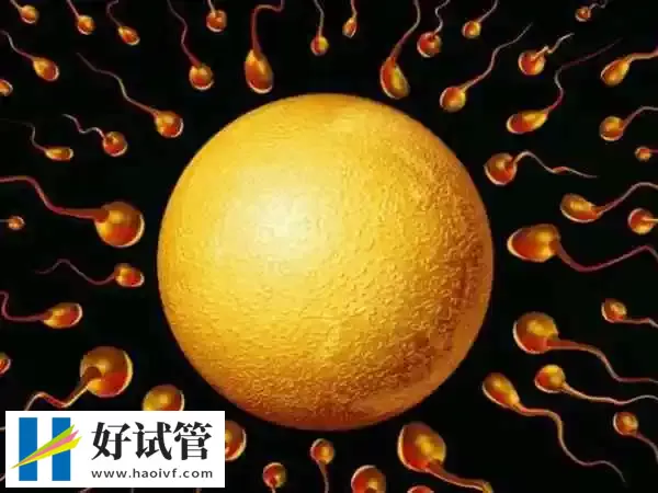 精子卵子质量不好会影响试管成功率