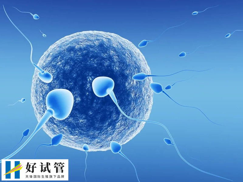 获取10-15个卵是最理想的状态