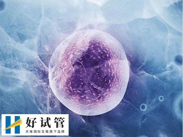 自卵试管适用于有正常排卵功能的女性