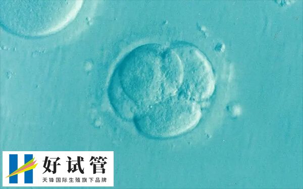 6aa囊胚移植成功率因人而异