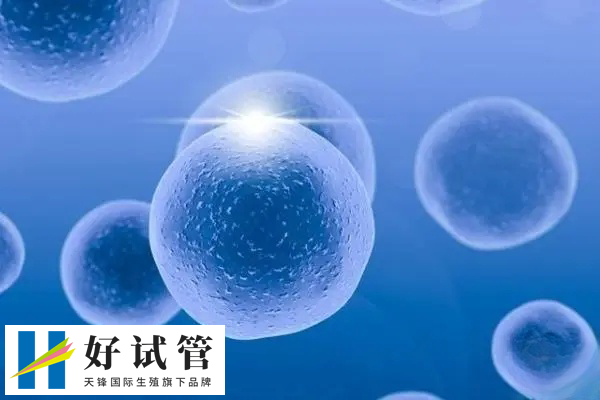 卵子质量较好成功概率就比较高