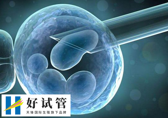 移植双囊胚成功率究竟如何？真实数据告诉你答案
