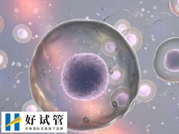 4细胞养囊成功的概率大概有40%