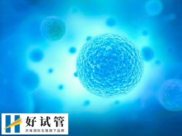 囊胚5BC的质量属于中等水平