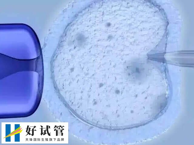 女性每个月只会排出一枚成熟的卵子