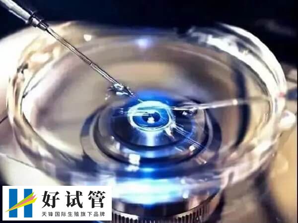 移植鲜胚前还需满足一定的条件