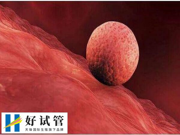 鲜胚移植最晚7天着床